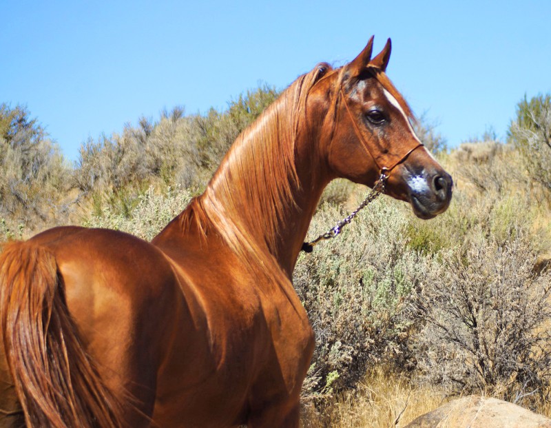 Arabian Horse Conformation and our Breed Standard